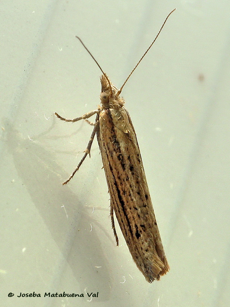 Micro da id - Ypsolopha ustella, Ypsolophidae